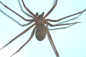 Brown recluse spider