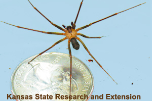 The size of a brown recluse spider <br>next to a quarter