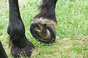 A new horseshoe
