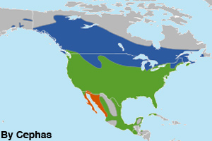 The terriory of the red-winged blackbird