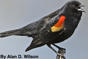 A male red-winged blackbird