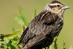 A female red-winged blackbird