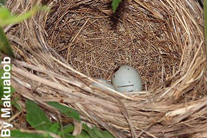 The nest of the red-winged blackbird