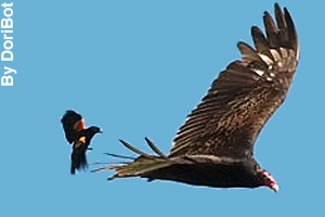 A red-winged blackbird chasing a turkey vulture