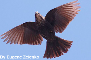 A female red-winged blackbird in flight