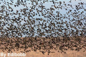 A flock of red-winged blackbirds
