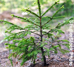 A tree seedling