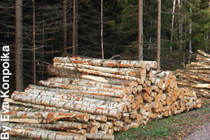 Lumber from trees is used to build houses