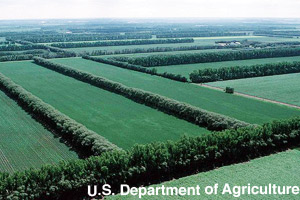 Lines of trees protect the soil and plants