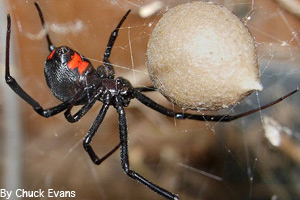 Female black widow spider with egg sac