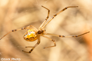 Young black widow spiderling