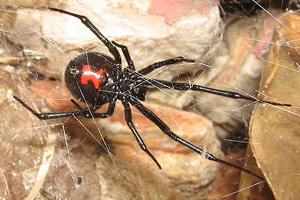 Female black widow spider with hourglass mark