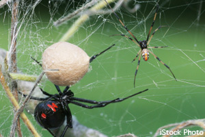 Egg sac, female (left) and male (right) <br>black widow spiders