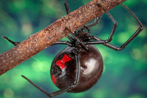 Close-up of a black widow spider