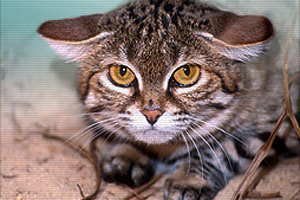 Close-up of a black-footed cat