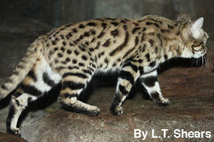 A black-footed cat has black feet.