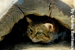 Hiding
