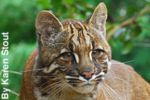 Close-up of an Asiatic golden cat