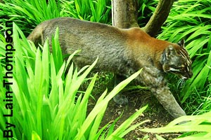 An Asiatic golden cat walking