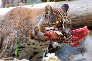 An Asiatic golden cat eating