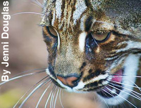 Close-up of the head of the Asiatic golden cat