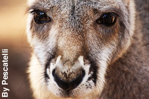 Close-up of a kangaroo