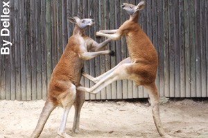 Two kangaroos fighting