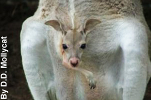 A joey in its mother's pouch