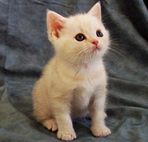 A six-week old kitten