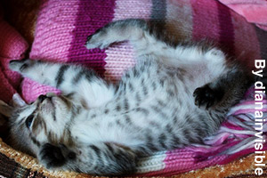 A playful kitten