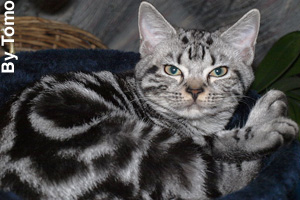 A gray blotched coated cat