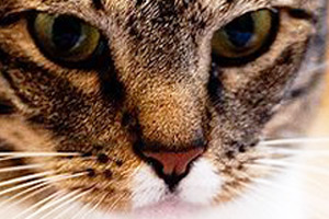 Close-up of an American shorthair face