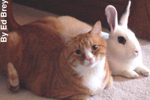 An American shorthair with its friend, a rabbit