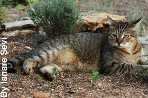 An adult American shorthair cat