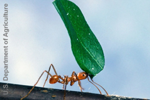An ant can carry things <br>many times heavier than itself.