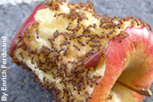 A swarm of ants eating an apple