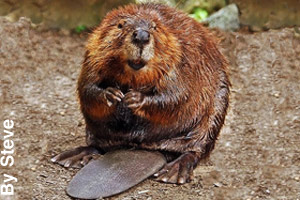 An adult beaver sitting on its tail
