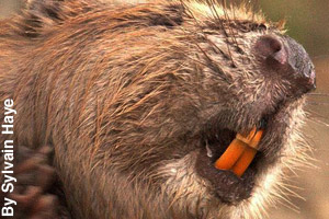 Close-up of a beaver's orange teeth