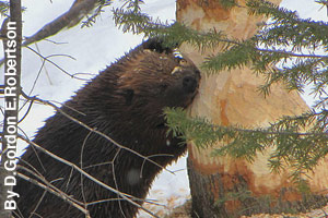 A beaver gnawing on a trre