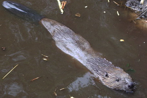 A beaver swimming