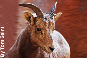 A bighorn ewe