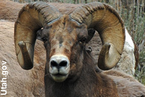A bighorn ram