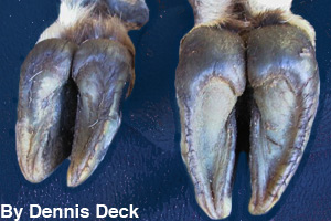 The special hooves of a bighorn sheep