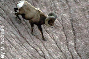 A bighorn sheep walking down a mountain