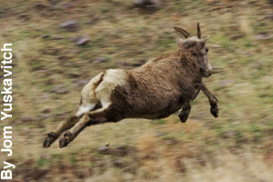 A bighorn sheep running