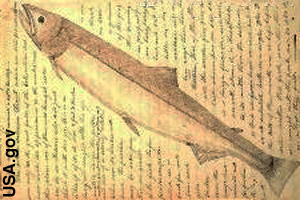 Drawing of a salmon