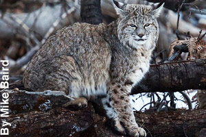 The bobcat