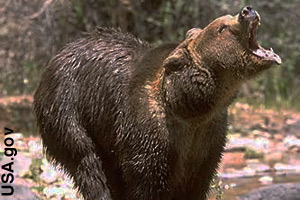 The grizzly bear