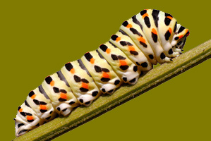 A caterpillar, the larva stage of a butterfly