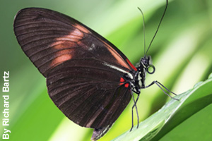 A butterfly resting on a plant